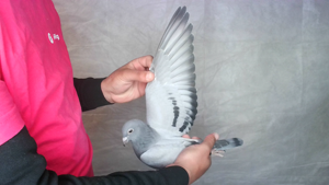 Pigeon image