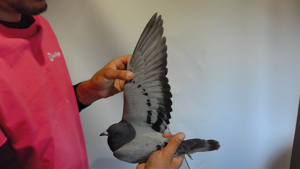 Pigeon image