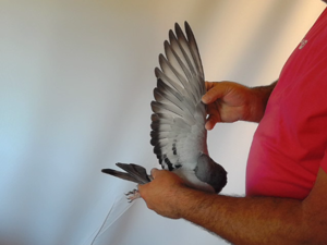Pigeon image