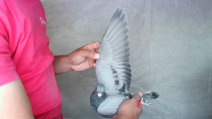 Pigeon image