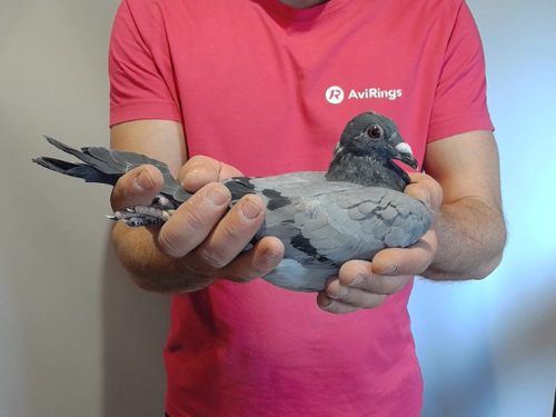 Pigeon image