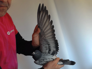 Pigeon image