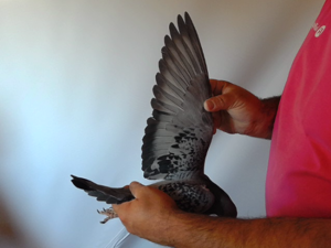 Pigeon image