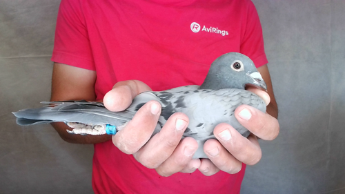 Pigeon image