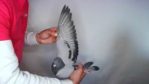 Pigeon image