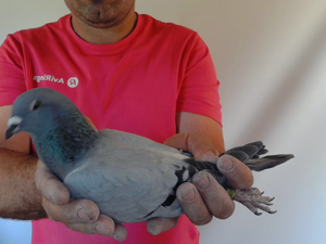 Pigeon image