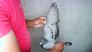 Pigeon image