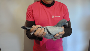 Pigeon image