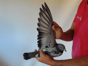 Pigeon image