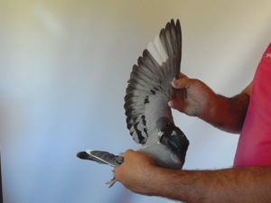 Pigeon image