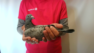 Pigeon image