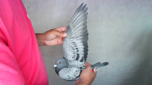 Pigeon image