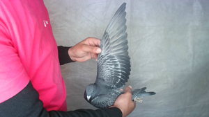 Pigeon image