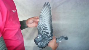 Pigeon image