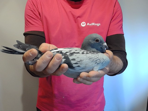 Pigeon image