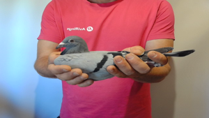 Pigeon image