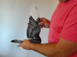 Pigeon image