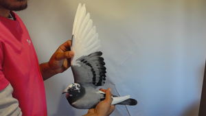 Pigeon image