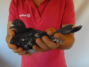 Pigeon image