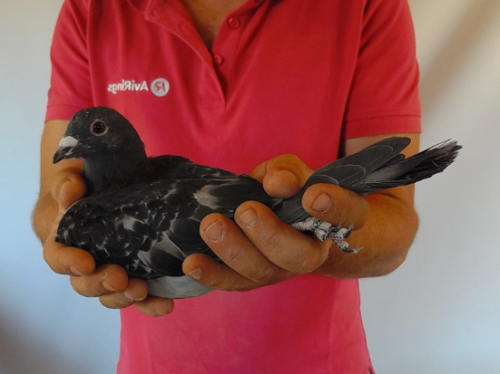 Pigeon image