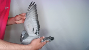Pigeon image