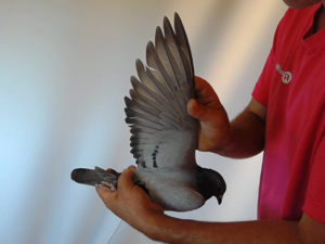 Pigeon image