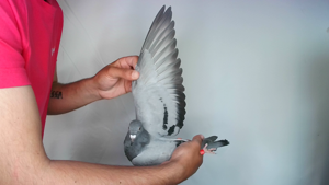 Pigeon image