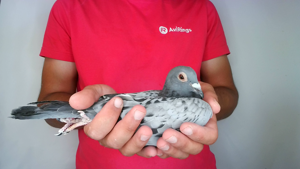 Pigeon image