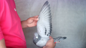 Pigeon image