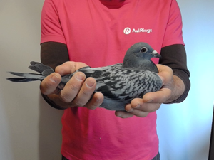 Pigeon image