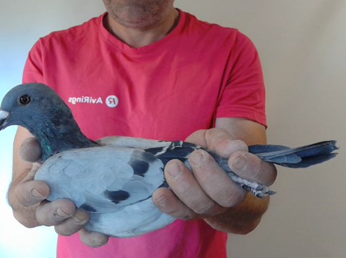 Pigeon image