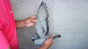 Pigeon image