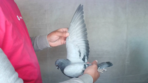Pigeon image