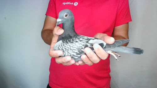Pigeon image