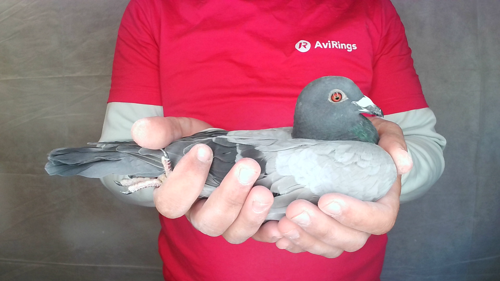 Pigeon image
