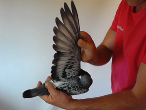 Pigeon image
