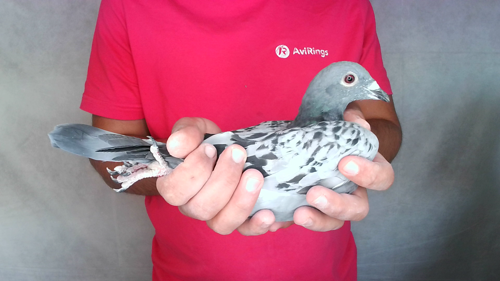 Pigeon image