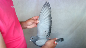 Pigeon image