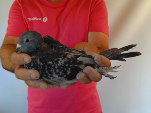 Pigeon image