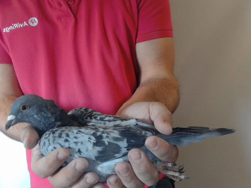 Pigeon image