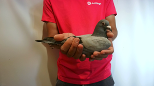 Pigeon image