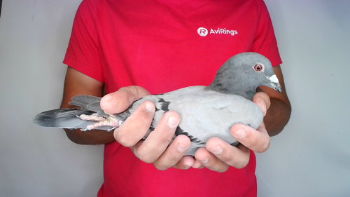 Pigeon image