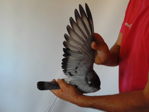 Pigeon image