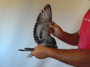 Pigeon image