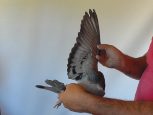 Pigeon image