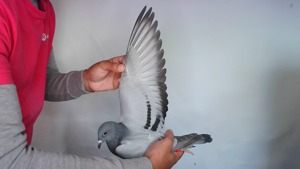 Pigeon image