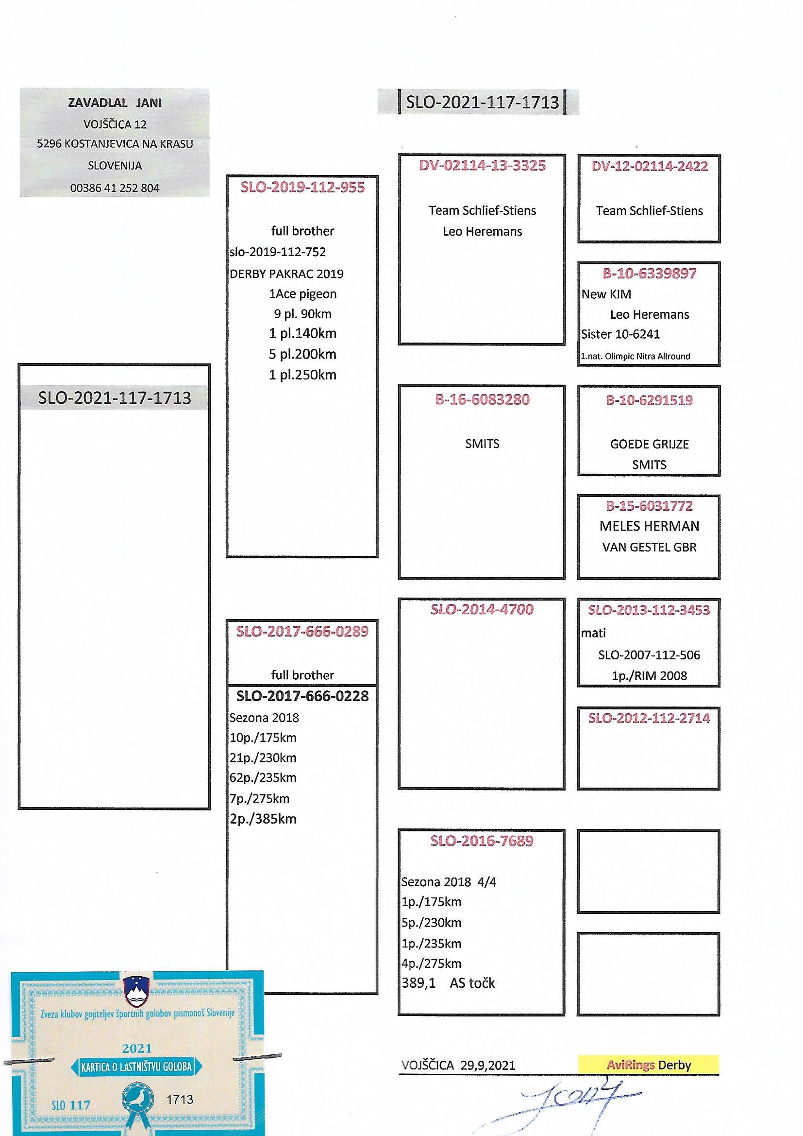 Pigeon pedigree image