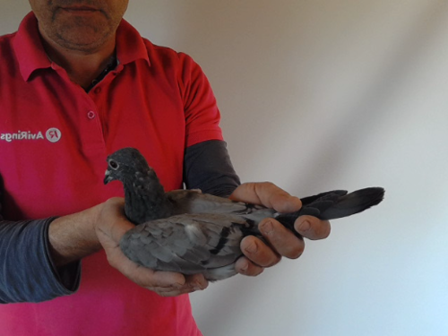 Pigeon image