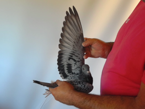 Pigeon image