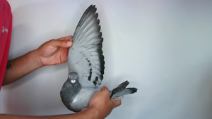 Pigeon image